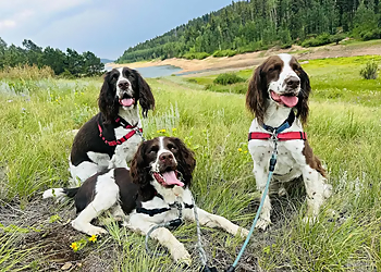 Adventure Pups LLC - Colorado Springs, CO Dog Walkers - Field Work Image