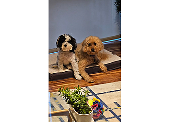 Bellevue Veterinary Clinics Aerowood Animal Hospital