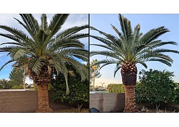 Chandler Tree Services Affordable Stump and Tree Service