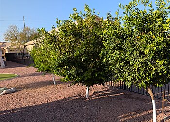 Affordable Stump and Tree Service Chandler Tree Services image 1