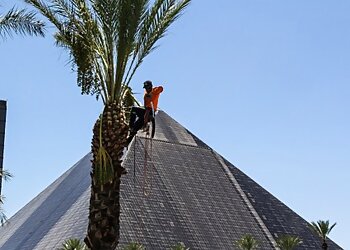 Las Vegas Tree Services Affordable Tree Service