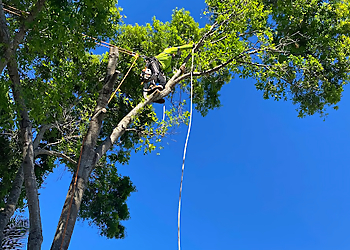 Pembroke Pines Tree Services Affordable Tree Service, Inc.