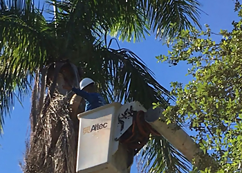 Pembroke Pines Tree Services Affordable Tree Service, Inc.