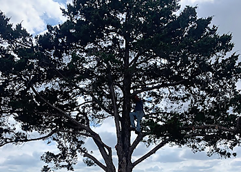 Norman Tree Services Affordable Tree Service, LLC