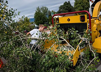 Colorado Springs Tree Services Affordable Tree and Shrub Experts