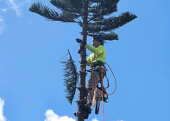 Fort Lauderdale Tree Services Agility Property Maintenance