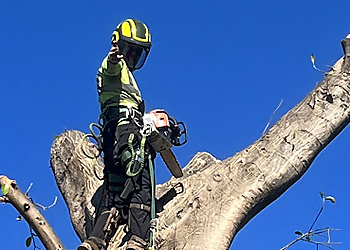 Fort Lauderdale Tree Services Agility Property Maintenance