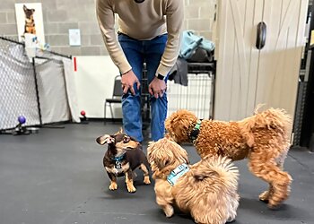 Seattle Dog Training Ahimsa Dog Training Seattle