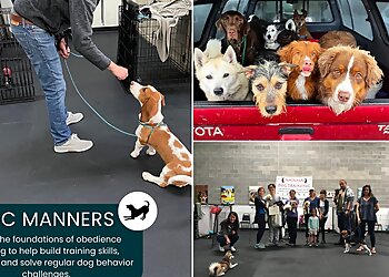 Seattle Dog Training Ahimsa Dog Training Seattle