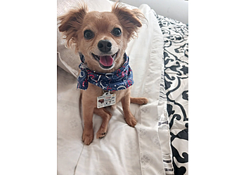 Inglewood Veterinary Clinics Airport Cities Animal Hospital