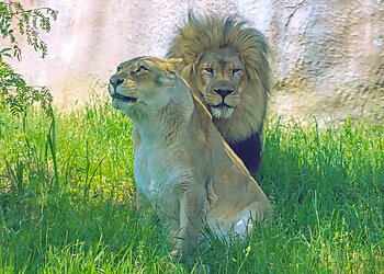 Akron Places To See Akron Zoo