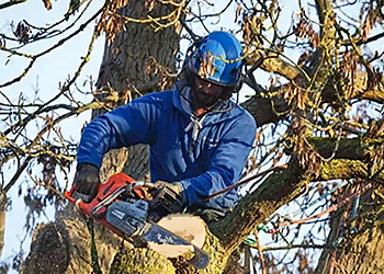 Birmingham Tree Services Alabama Urban Forestry