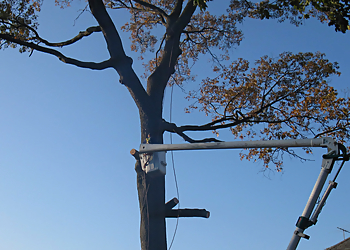 Birmingham Tree Services Alabama Urban Forestry