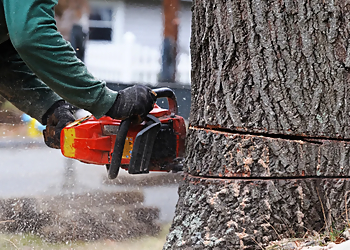 Alabama Urban Forestry Birmingham Tree Services image 1