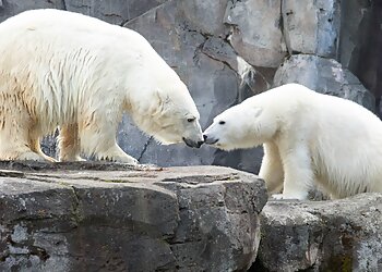 Anchorage Places To See Alaska Zoo