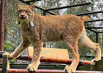 Anchorage Places To See Alaska Zoo