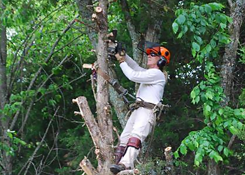 Albany Tree Services Albany Tree & Property Service
