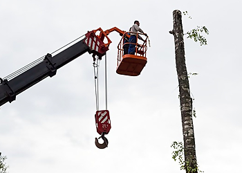 Albany Tree Services Albany Tree & Property Service