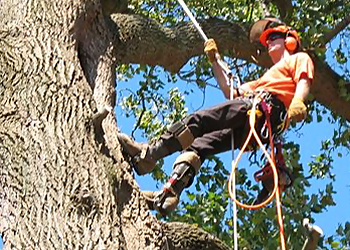 Albany Tree & Property Service Albany Tree Services image 1