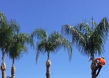 Fontana Tree Services Alejandro's Tree Service