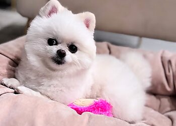 Los Angeles Pet Grooming Alessandro Pet Spa