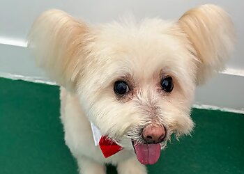 Los Angeles Pet Grooming Alessandro Pet Spa