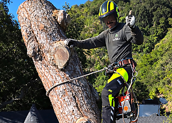 Alex Tree Service - West Covina, CA Tree Services - Field Work Image