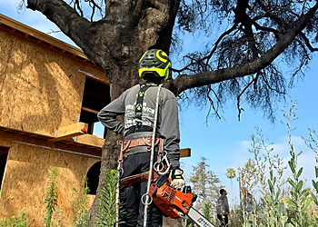 Alex Tree Service Alex Tree Service - West Covina, CA Tree Services - Service Image