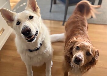 Alexandria Dog Walkers Alexandria Pet Care, Inc