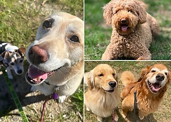 Alexandria Dog Walkers Alexandria Pet Care, Inc