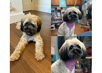 Fort Lauderdale Pet Grooming Alexandria's Grooming