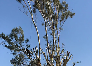 Pomona Tree Services Alex's Natural Tree Care