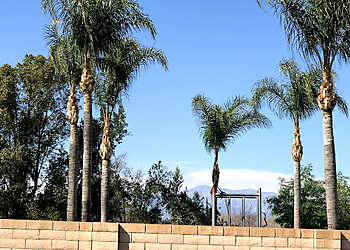 Pomona Tree Services Alex's Natural Tree Care