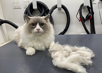 3 Best Pet Grooming in Clarksville, TN - Expert Recommendations