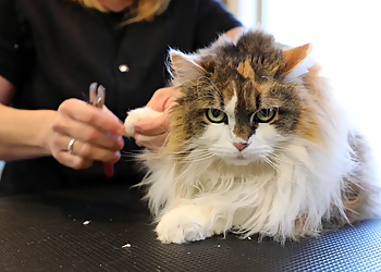 Clarksville Pet Grooming Alicia's Pet Care