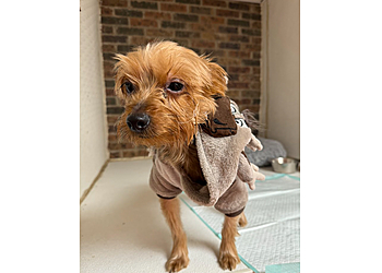 Clarksville Pet Grooming Alicia's Pet Care