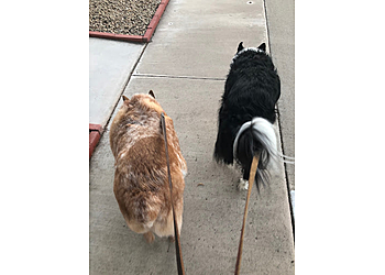 Surprise Dog Walkers Alicia’s Pet & Home Care, LLC