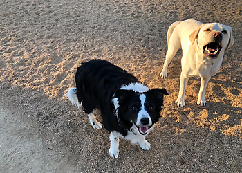 Surprise Dog Walkers Alicia’s Pet & Home Care, LLC