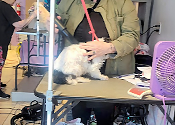 Hayward Pet Grooming Alicia's Polished Pets