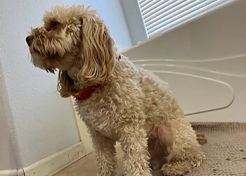 Hayward Pet Grooming Alicia's Polished Pets