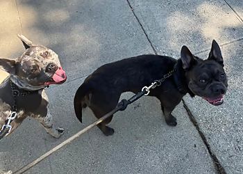 Alissa's Pet Services - Bakersfield, CA Dog Walkers - Field Work Image