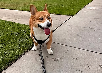 Alissa's Pet Services - Bakersfield, CA Dog Walkers - Service Highlights