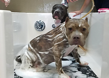 North Las Vegas Pet Grooming All About Paws