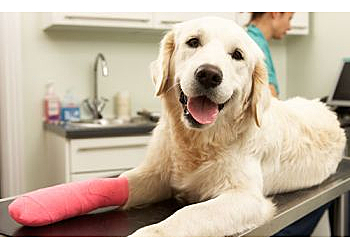 Provo Veterinary Clinics All About Pets