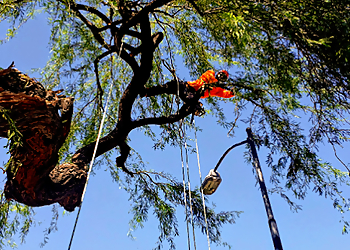 Gilbert Tree Services All About Trees