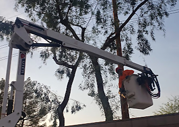 Gilbert Tree Services All About Trees