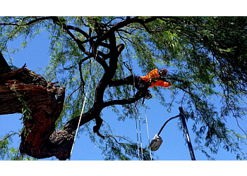 Gilbert tree service All About Trees