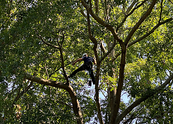 Shreveport Tree Services All About Trees