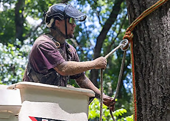 Springfield Tree Services All About Trees