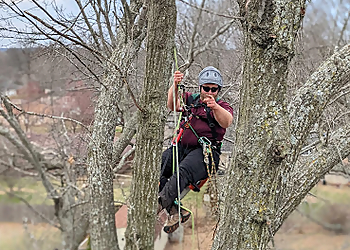 Springfield Tree Services All About Trees